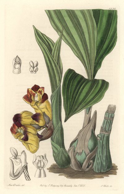 Orchid: Acanthophippium Bicolor, Originally from Sri Lanka - Engraved by S. Watts, from an illustration by Sarah Anne Drake, from the Botanical Register by Sydenham Teast Edwards