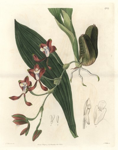 Orchidee Batemannia, native of Guyana - Water forte by S. Watts from an illustration by T. Holland, from the Botanical Register by Sydenham Teast Edwards