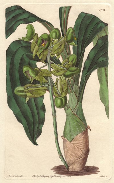 Orchidee Catasetum, native to Brazil by Sydenham Teast Edwards