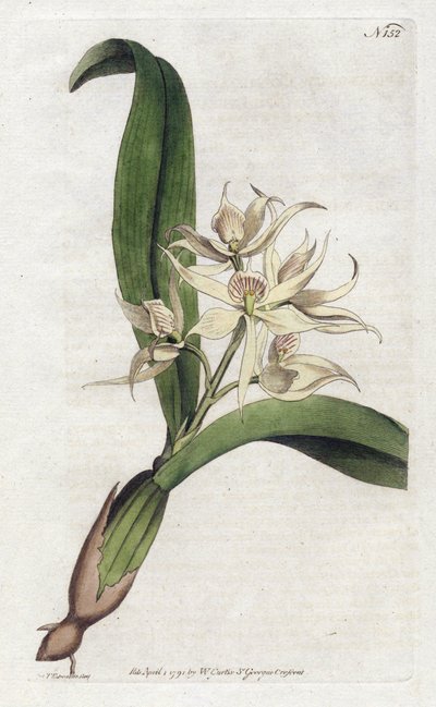 Orchid epidendrum fragfumee by Sydenham Teast Edwards
