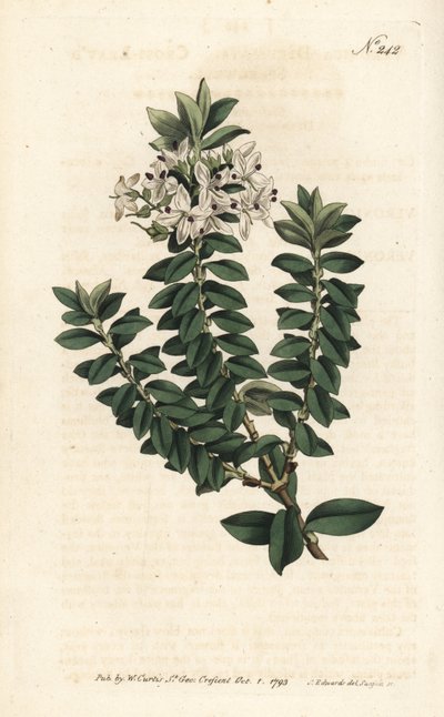 Cross-leaved speedwell, Veronica decussata. Handcoloured copperplate engraving by Sansom after an illustration by Sydenham Edwards from William Curtis
