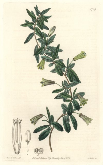 Oval-leaved Billardiera, native to Tasmania (Australia) by Sydenham Teast Edwards