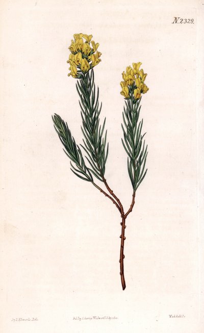 Oval Spiked Aspalathus by Sydenham Teast Edwards