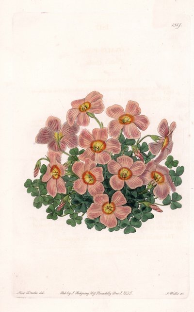 Oxalis Variete by Sydenham Teast Edwards