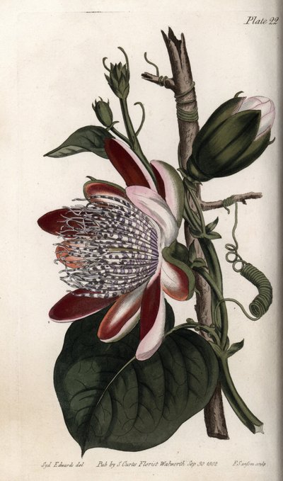 Passionflower, Bud and Flower by Sydenham Teast Edwards