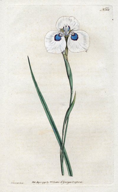 Peacock Iris - Lithography by Sydenham Edwards, plate from William Curtis