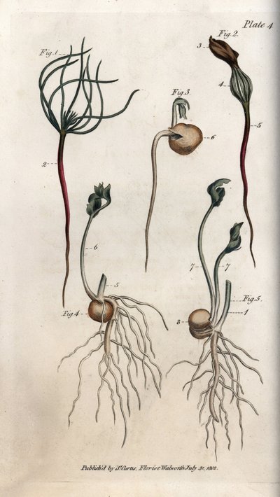 Peas, leguminous seed has different germination stages. Coloured copper engraving, illustration by Sydenham Edwards for Conferences of Botanical, Botanical Garden of Lambeth, England by Sydenham Teast Edwards