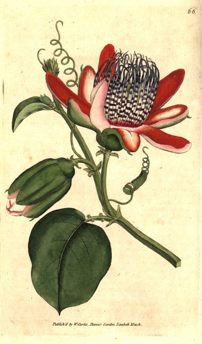 Perfumed Grenadilla - Winged Passionflower by Sydenham Teast Edwards