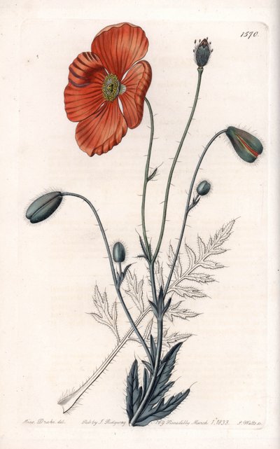 Persian Poppy Variety - Engraved by S.Watts, from an illustration by Sarah Anne Drake (1803-1857), from the Botanical Register of Sydenham Edwards (1768-1819), England by Sydenham Teast Edwards