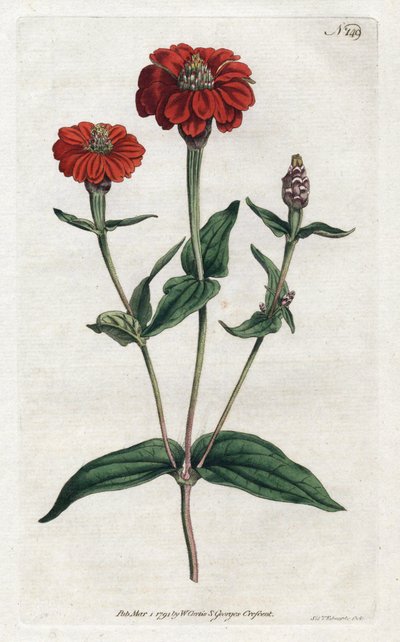 Peruvian zinnia or bresine by Sydenham Teast Edwards