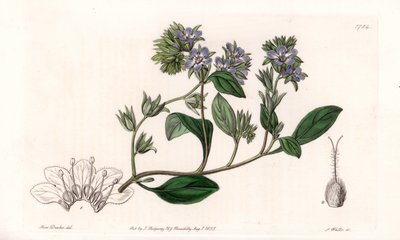 Phacelia, endemic of California - Engraved by S.Watts, from an illustration by Sarah Anne Drake, from the Botanical Register of Sydenham Edwards, England by Sydenham Teast Edwards