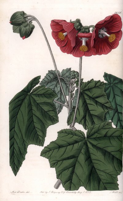 Phymosia Variete, Red Flowers, Native to Mexico by Sydenham Teast Edwards