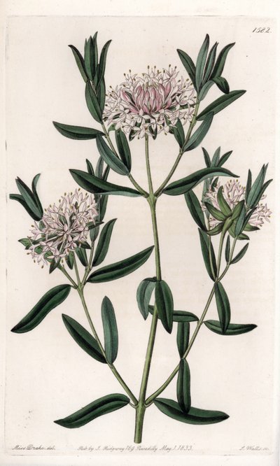 Pimelea Sylvestris, Native of Australia. Handcoloured copperplate engraving from Sydenham Edwards