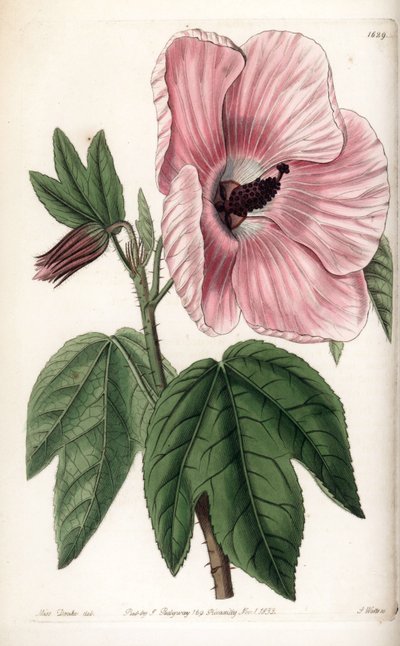 Pink Hibiscus by Sydenham Teast Edwards