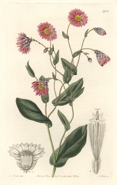 Pink Rhodanthe, Native to Australia - Engraved by S. Watts, from an illustration by Sarah Anne Drake, from the Botanical Register by Sydenham Teast Edwards
