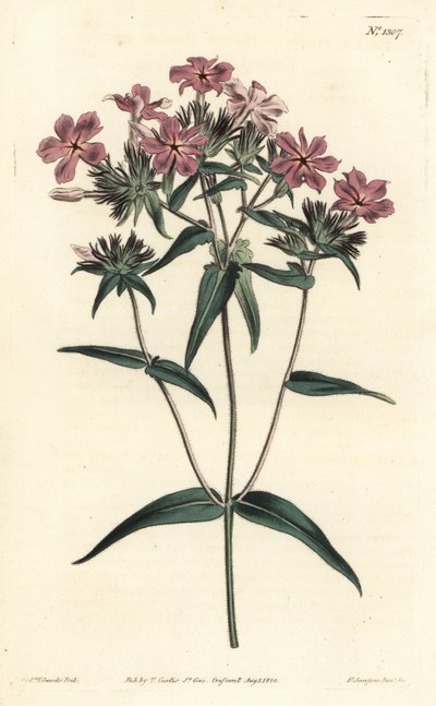 Prairie Phlox from William Curtis