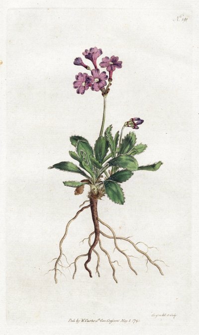 Primevere marginee - Lithograph by Sydenham Edwards, plate from William Curtis