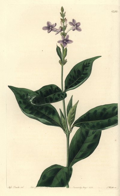 Pseuderanthemum Faecundum by Sydenham Teast Edwards