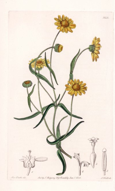 Queen Daisy of California - Engraved by S. Watts, from an Illustration by Sarah Anne Drake, from the Botanical Register of Sydenham Edwards by Sydenham Teast Edwards