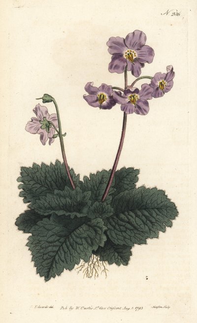 Pyrenean Violet by Sydenham Teast Edwards