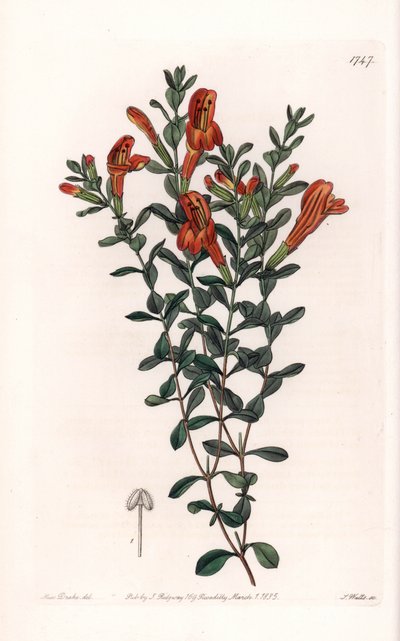 Red Clinopodium Variety - Engraved by S. Watts, from an illustration by Sarah Anne Drake, from the Botanical Register of Sydenham Edwards by Sydenham Teast Edwards