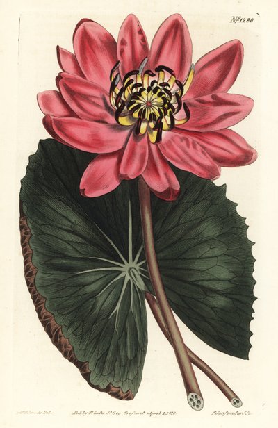 Red Lotus - Red-flowered water lily, Nymphaea rubra. Illustration by Sydenham Edwards from William Curtis