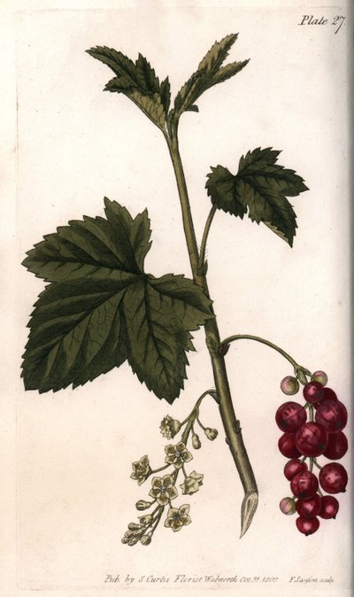 Red currant. by Sydenham Teast Edwards