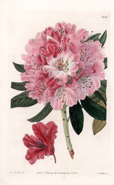 Rhododendron Hybrid Variete - Engraved by S. Watts, from an illustration by Sarah Anne Drake, from the Botanical Register of Sydenham Edwards, England by Sydenham Teast Edwards