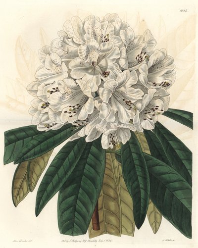 Rhododendron or Azalea with White Flowers, Native to Nepal by Sydenham Teast Edwards