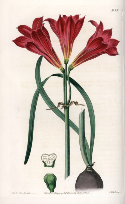 Rodophiale Bifida. Handcoloured copperplate engraving from Sydenham Edwards