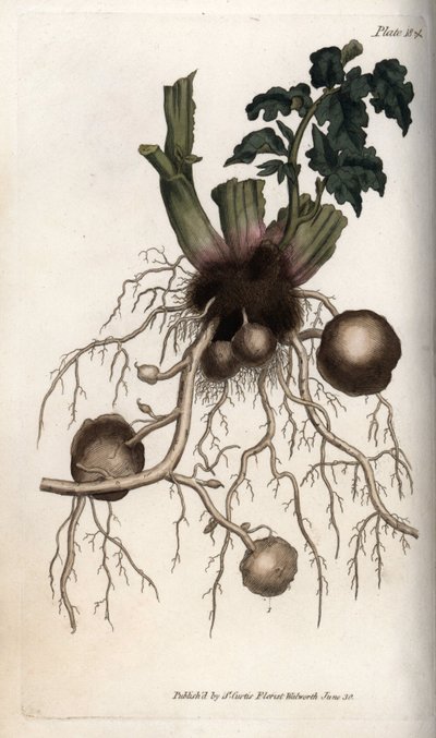 Roots and Tubers of a Seed Potato by Sydenham Teast Edwards