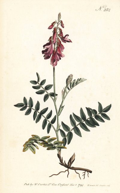 Alpine Sainfoin by Sydenham Teast Edwards