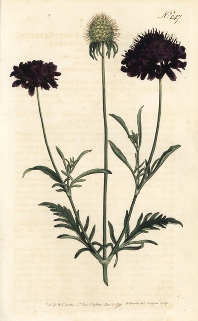Scabieuse of gardens, Scabiosa atropurpurea by Sydenham Teast Edwards