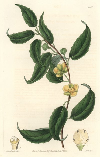 Schisandra with Yellow Flowers by Sydenham Teast Edwards