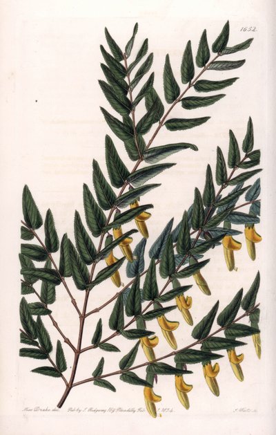 Scotia a Smooth Branches by Sydenham Teast Edwards