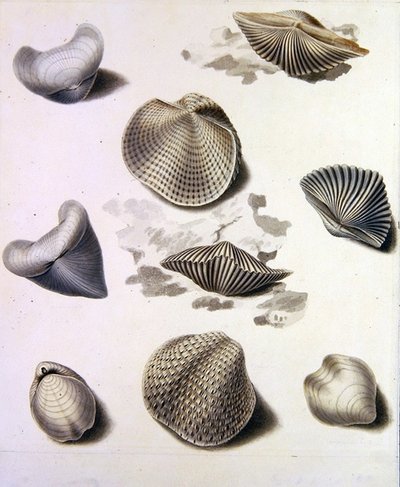 Shells and Marine Flora by Sydenham Teast Edwards