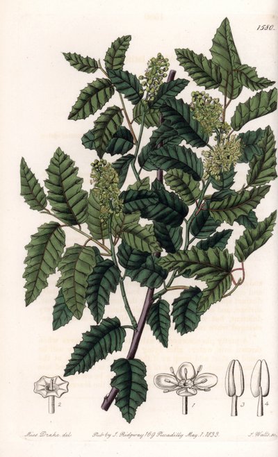 Shrub Schinus Latifolia, Pepper Variety. Handcoloured copperplate engraving from Sydenham Edwards