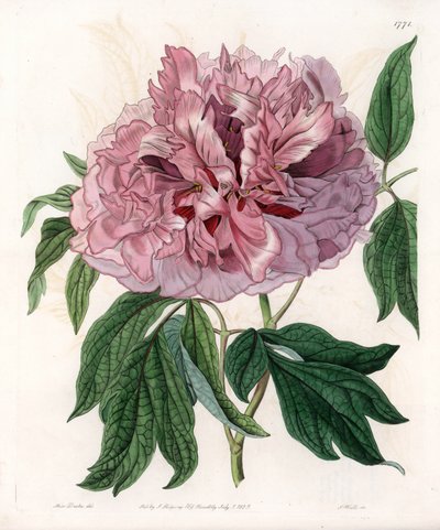 Shrub peony or sheep peony - Engraved board by S.Watts, from an illustration by Sarah Anne Drake, from the Botanical Register of Sydenham Edwards, England by Sydenham Teast Edwards