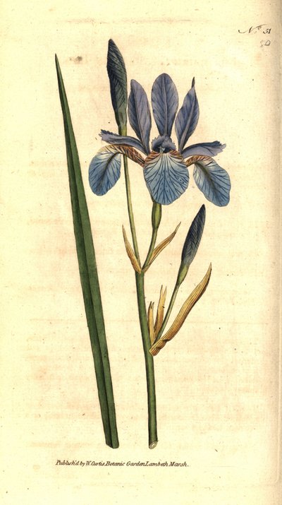 Siberian Iris by Sydenham Teast Edwards
