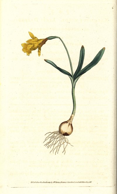 Small Narcissus by Sydenham Teast Edwards