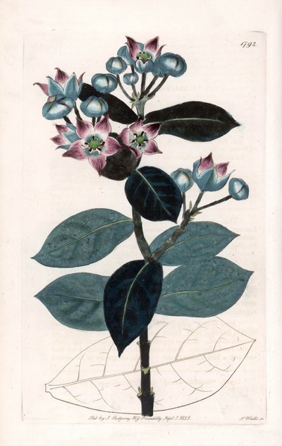 Sodom Apple Tree or Silk Tree by Sydenham Teast Edwards