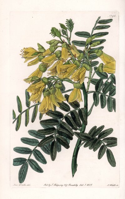 South American Sophora Variety by Sydenham Teast Edwards