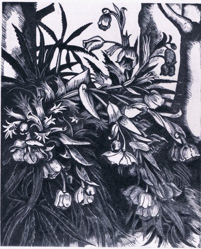 Stinking Hellebore, Nature in Britain Published by Collins by Sydenham Teast Edwards