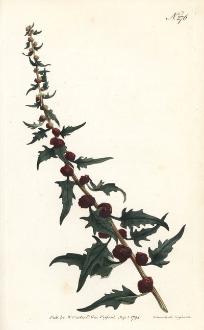 Leafy goosefoot, Chenopodium foliosum (Strawberry blite, Blitum virgatum). by Sydenham Teast Edwards