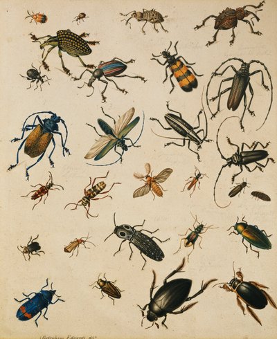 Studies of Insects by Sydenham Teast Edwards