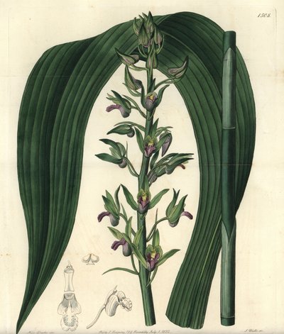 Wild Coco Orchid by Sydenham Teast Edwards