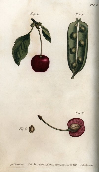 Pea Pericarp and Section of the Fruit of Cherry from Botanical Conferences, Lambeth Botanical Garden by Sydenham Teast Edwards
