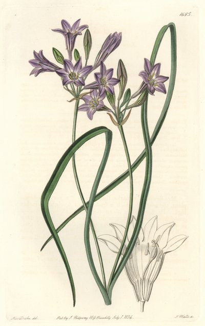 Triteleia or Brodiaea from the Botanical Register by Sydenham Teast Edwards