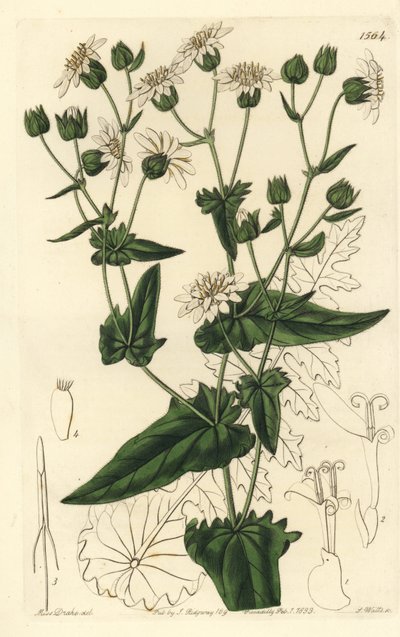 Turnip-leaved Musk-succory from Sydenham Edwards