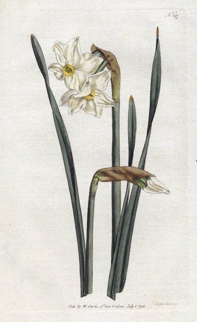 Two-flowered Narcissus by Sydenham Teast Edwards